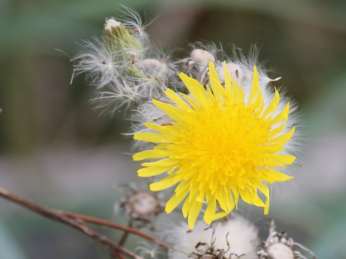 perennial sowthistle flower