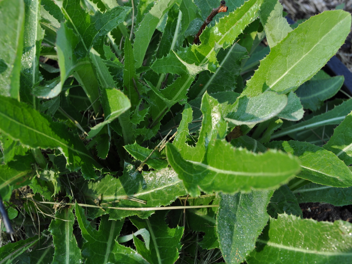 perennial sowthistle leaves