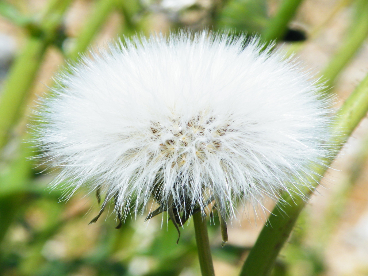 perennial sowthistle fruit