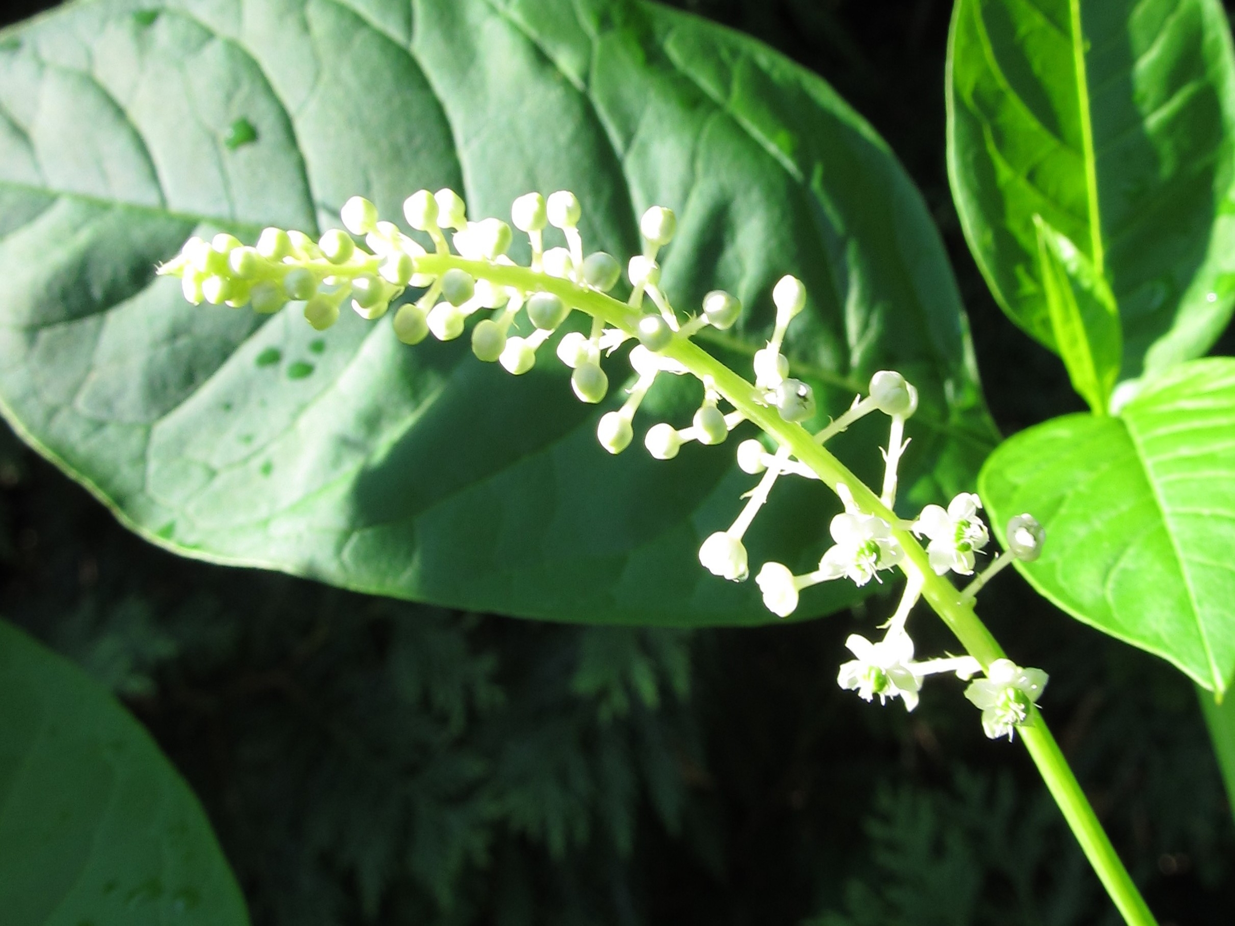 pokeweed flowers