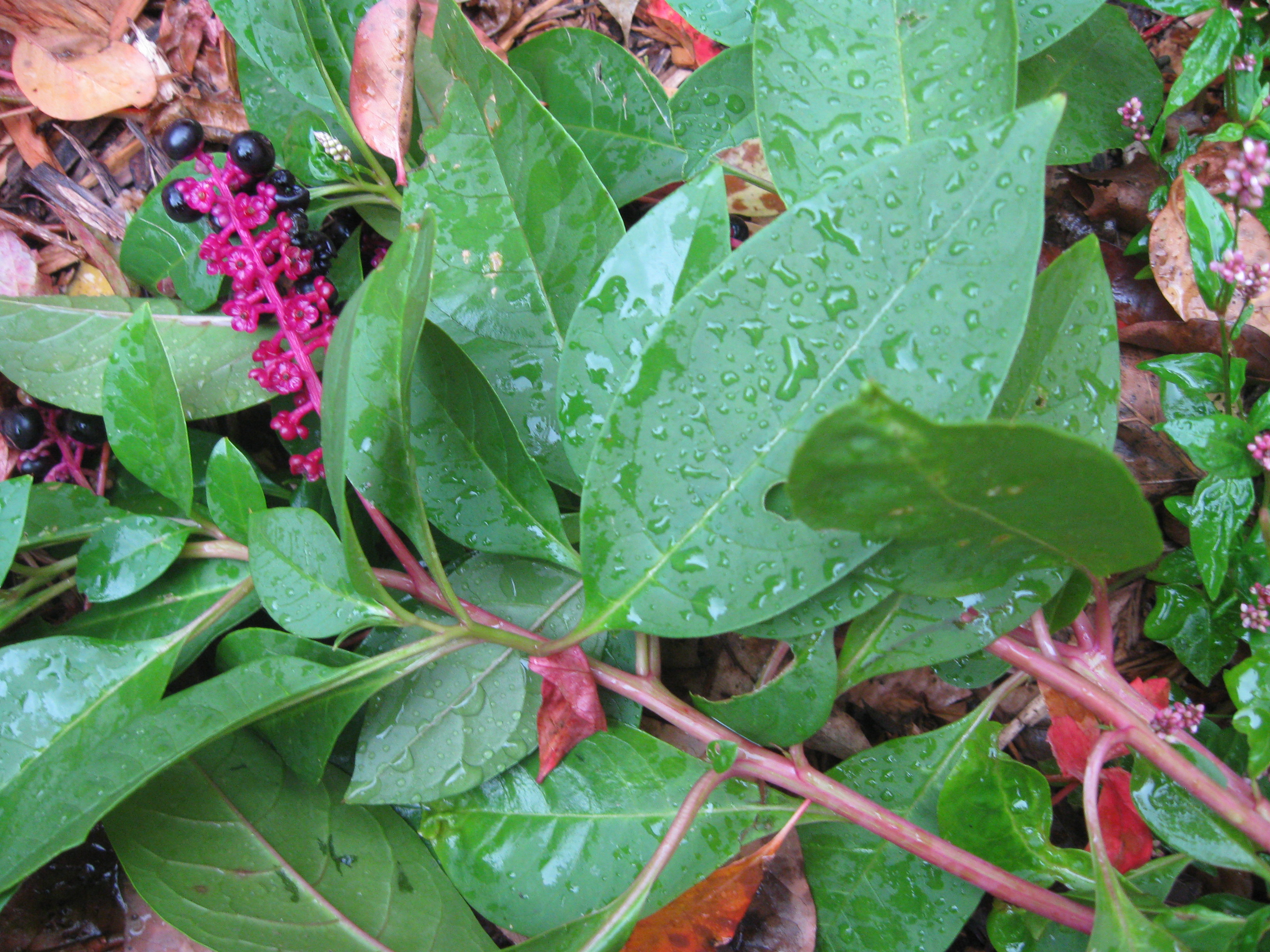 pokeweed leaves