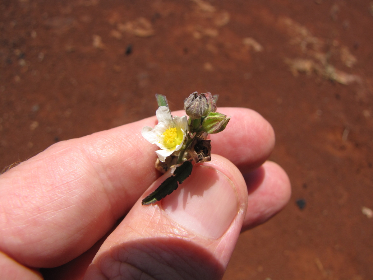 prickly sida flower