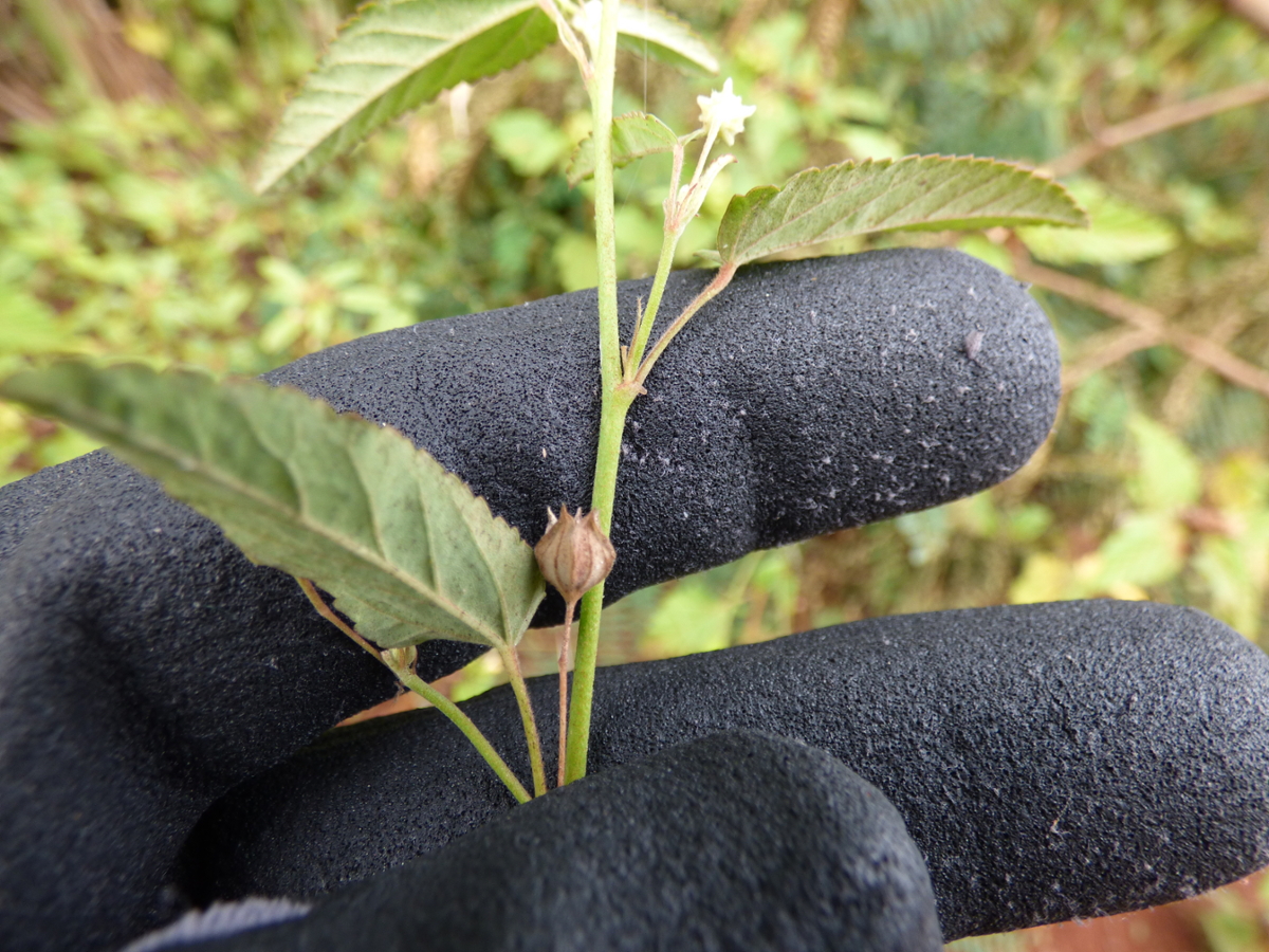 prickly sida fruit