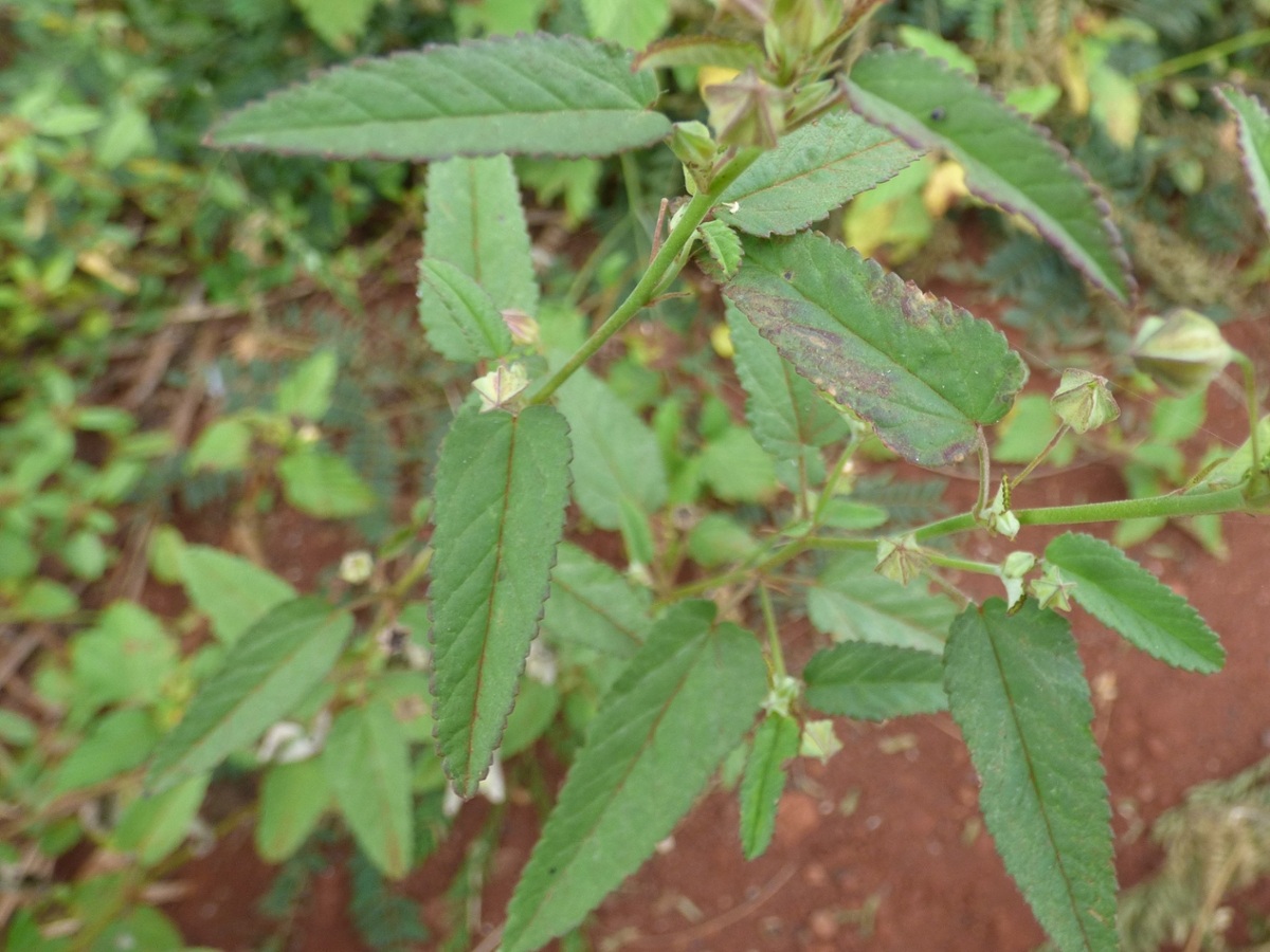 prickly sida leaves