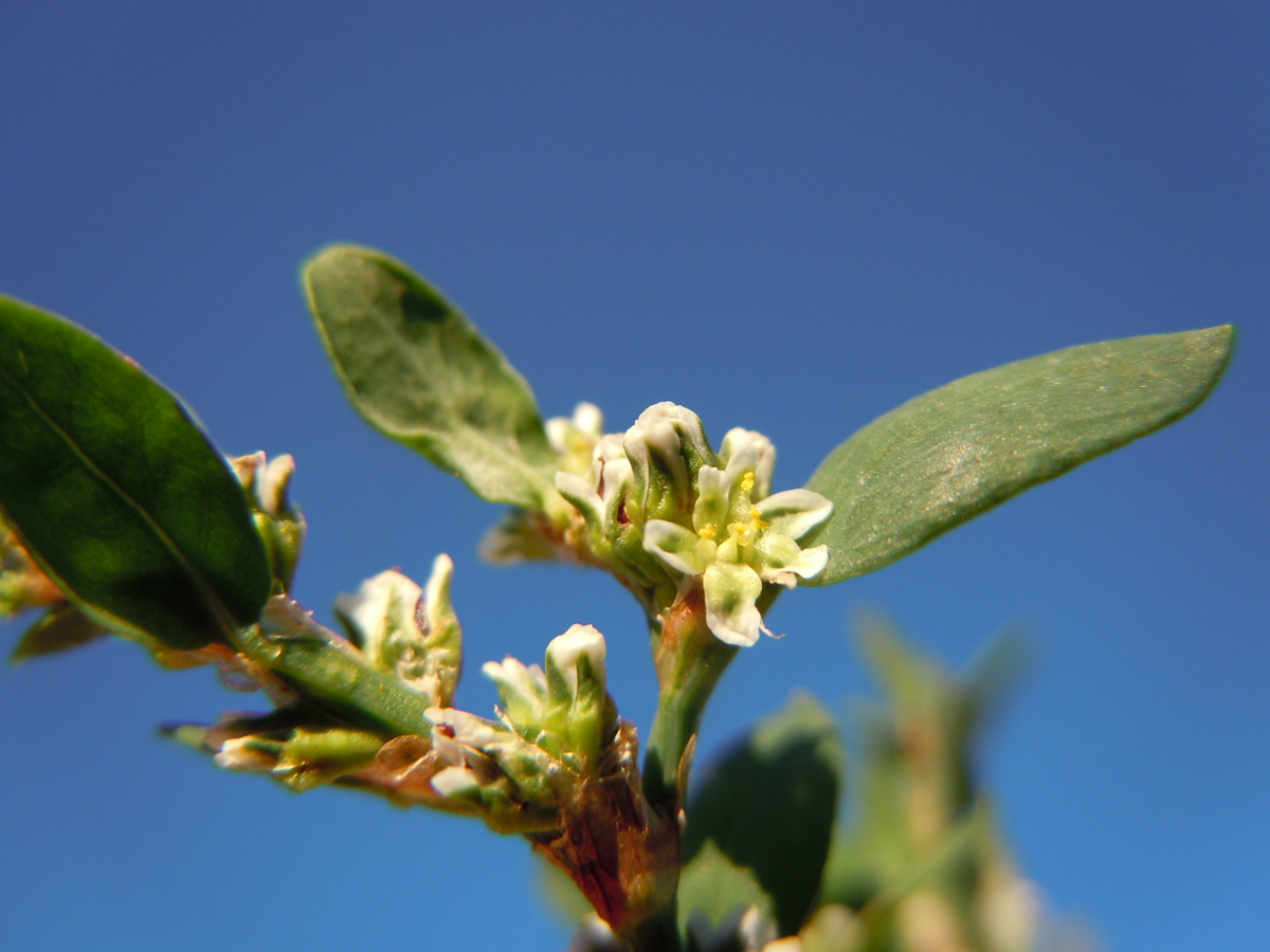 prostrate knotweed flowers