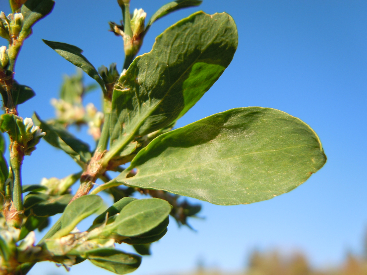 prostrate knotweed leaves