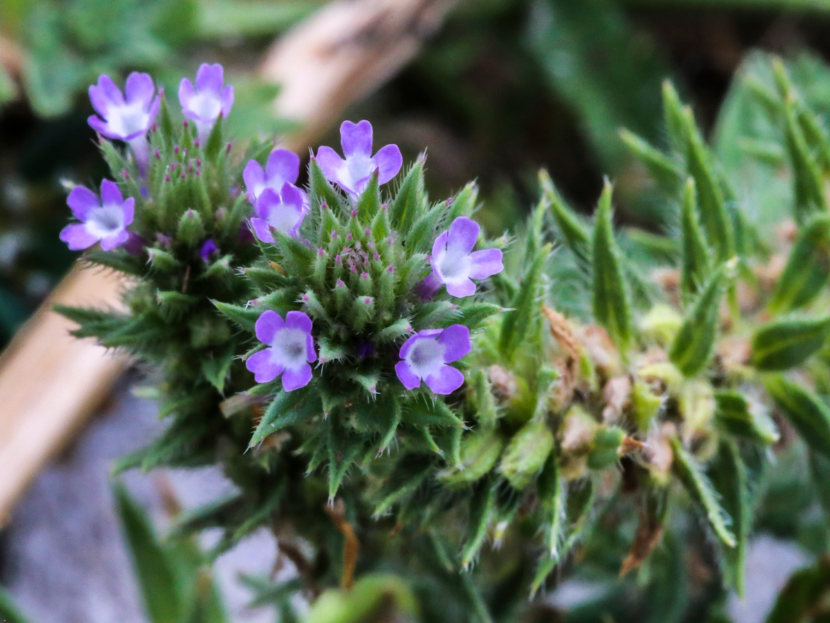 prostrate vervain flowers