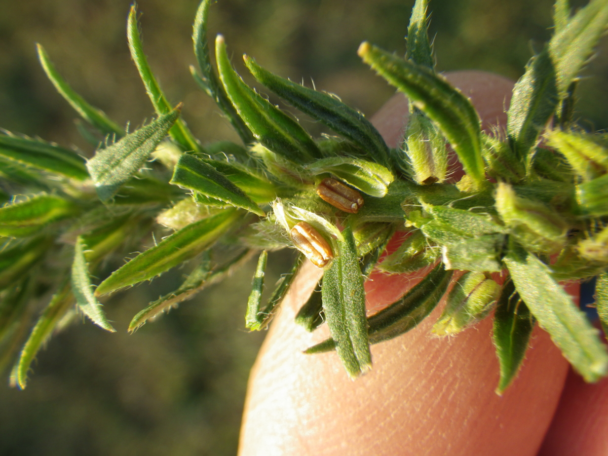 prostrate vervain fruit