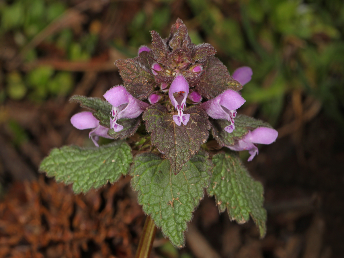 purple deadnettle flowers