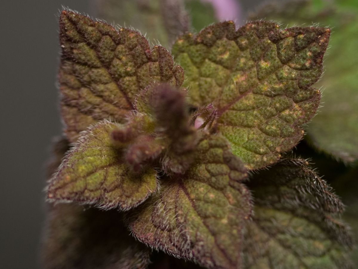 purple deadnettle leaves