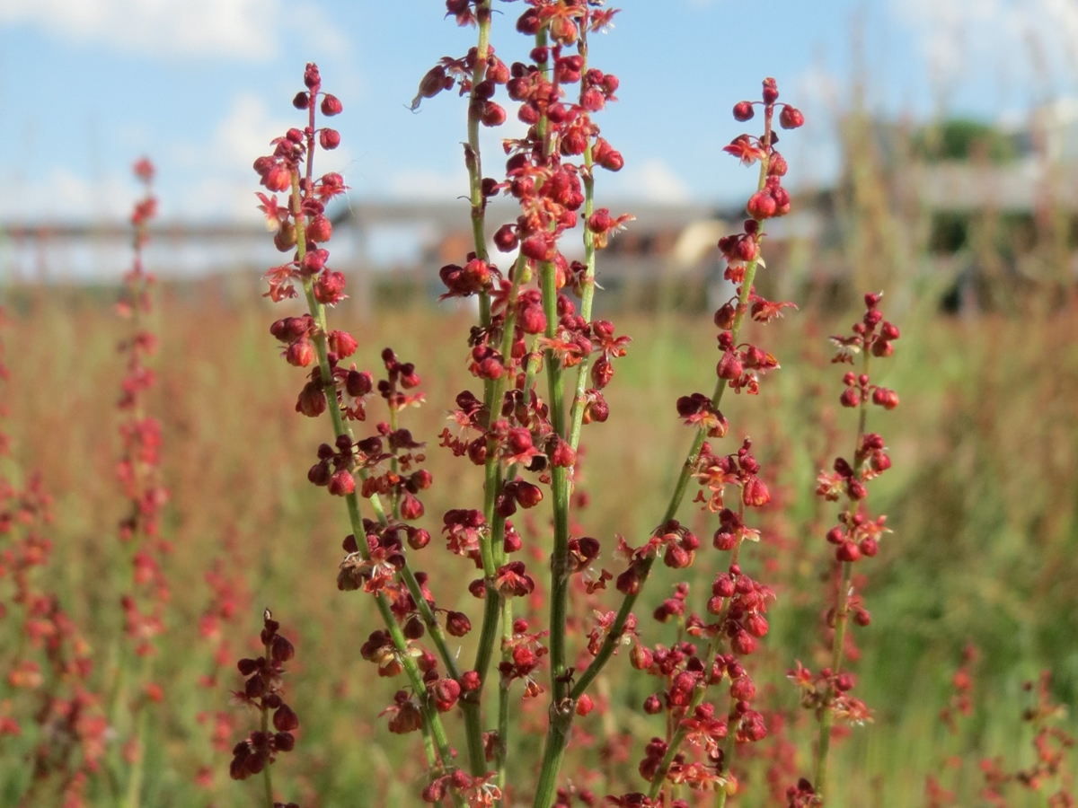 red sorrel flowers