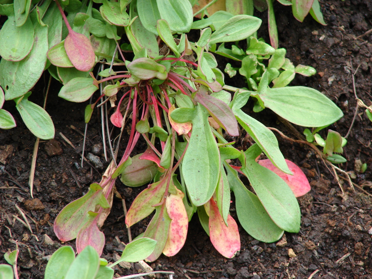 red sorrel leaves