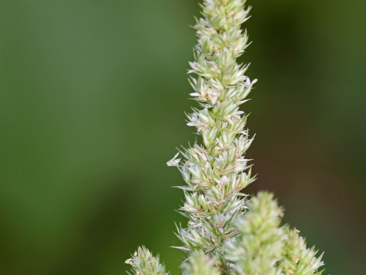 redroot pigweed flowers