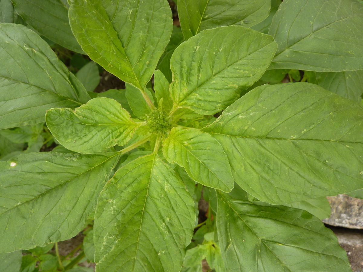 redroot pigweed leaves