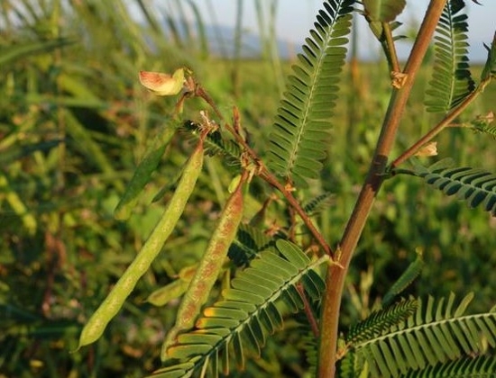 rough jointvetch leaf seedpod