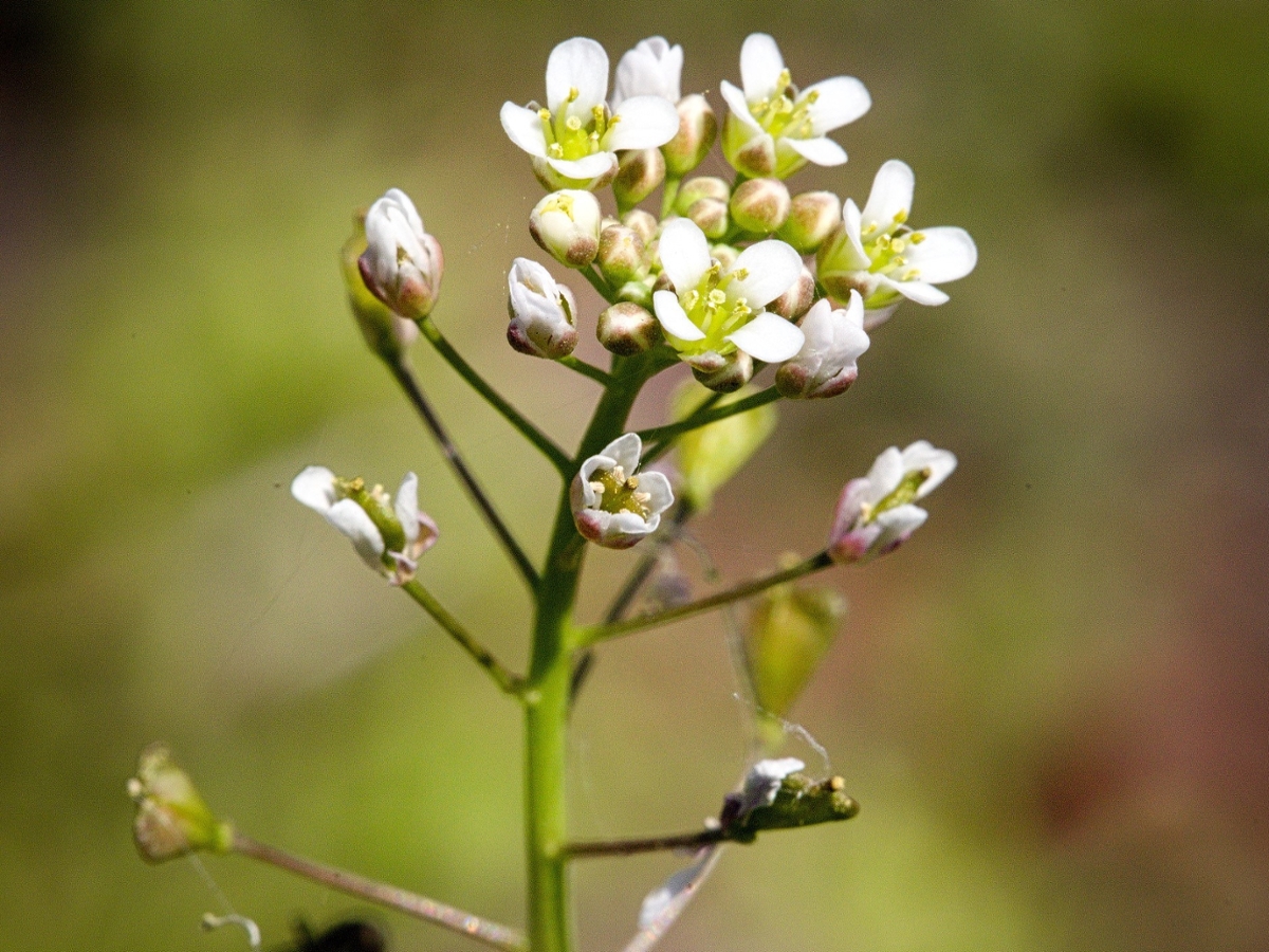 shepherd's purse flowers