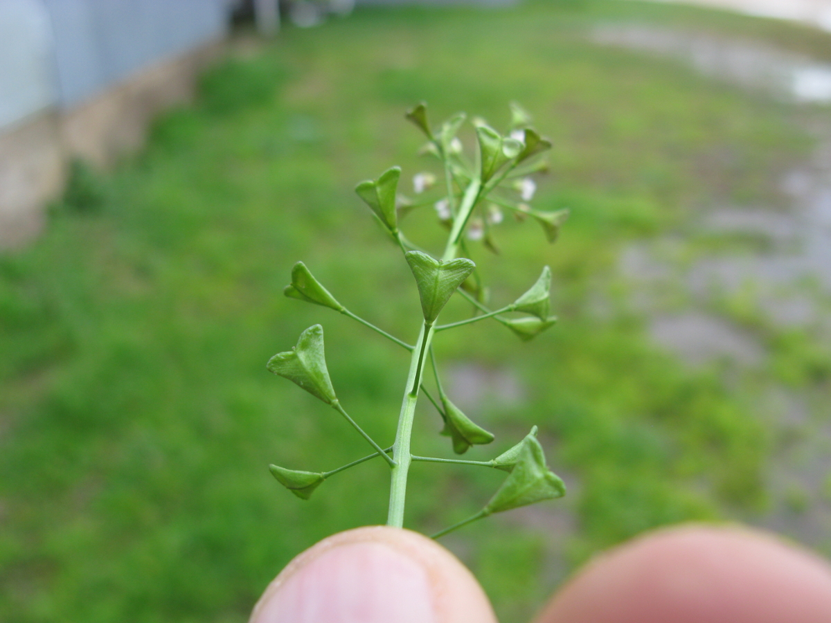 shepherd's purse fruit