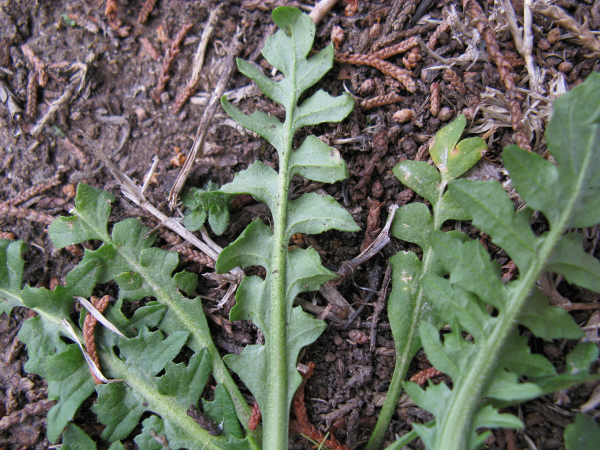 shepherd's purse leaf