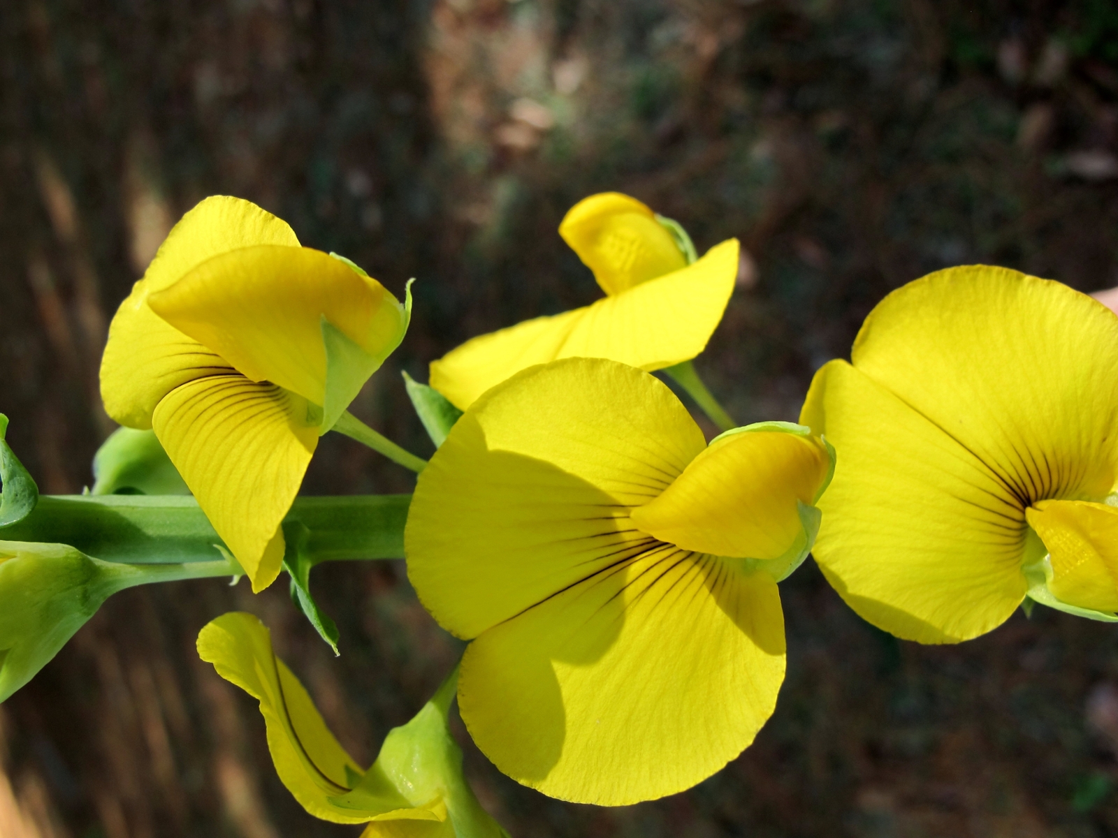 showy crotalaria flowers