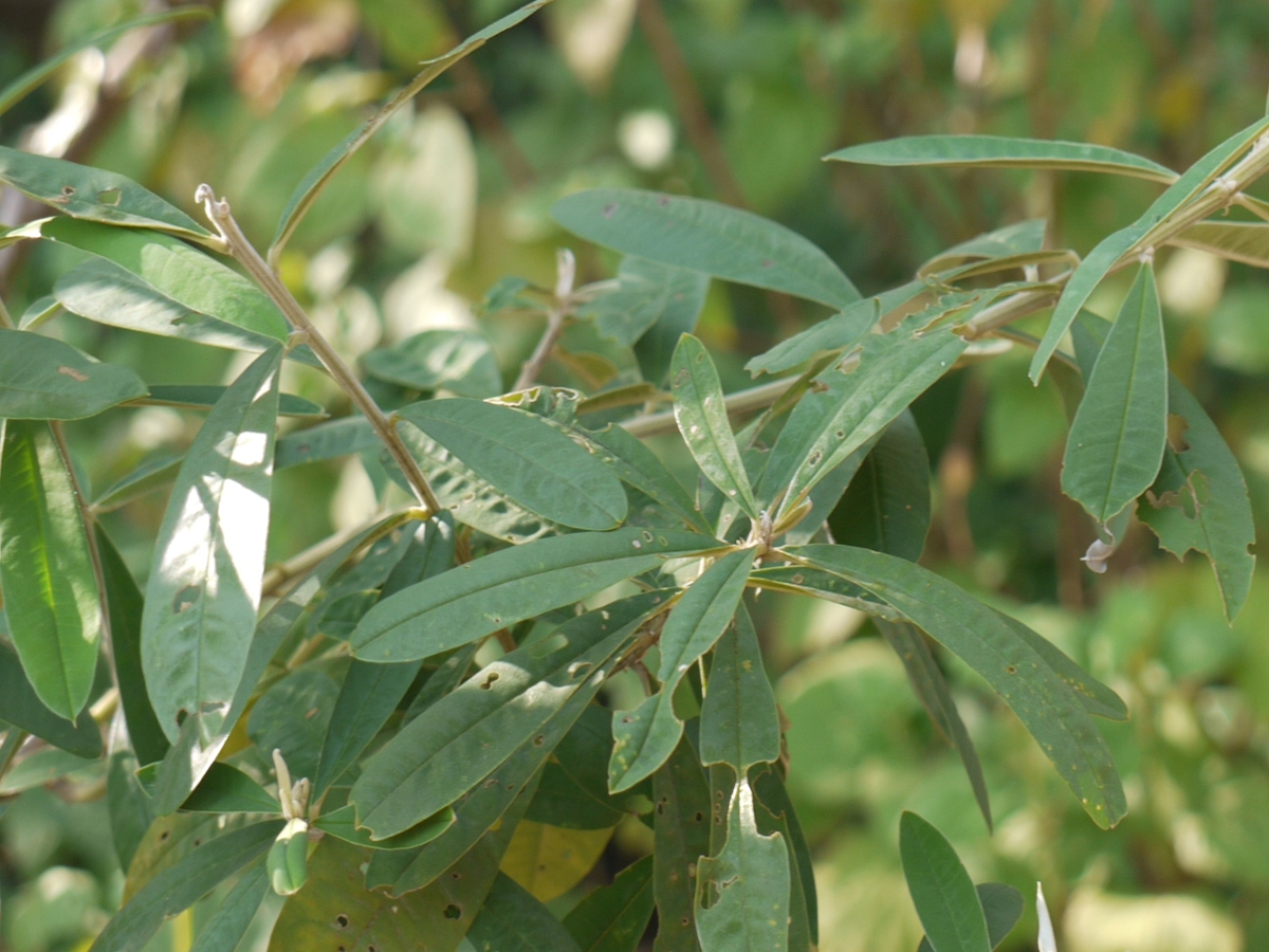 showy crotalaria leaves