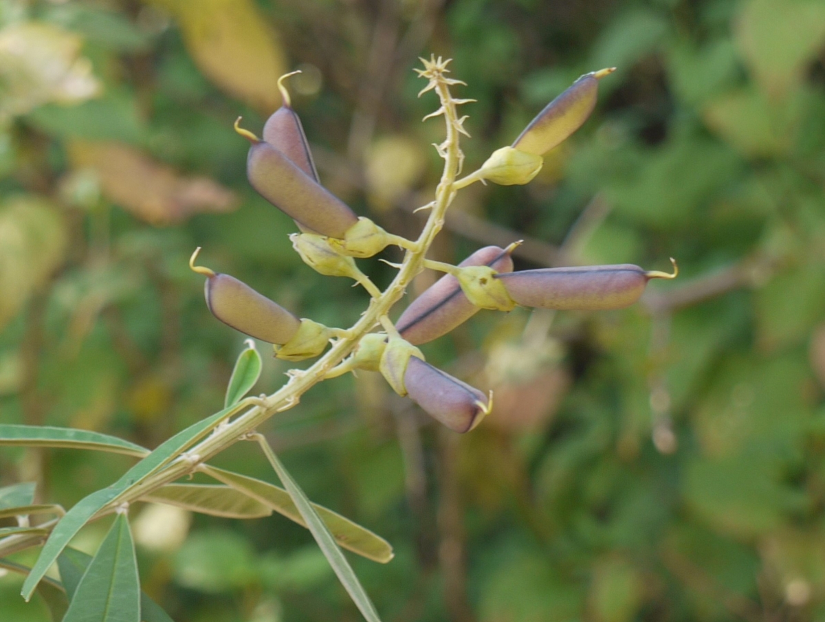 showy crotalaria seedpods