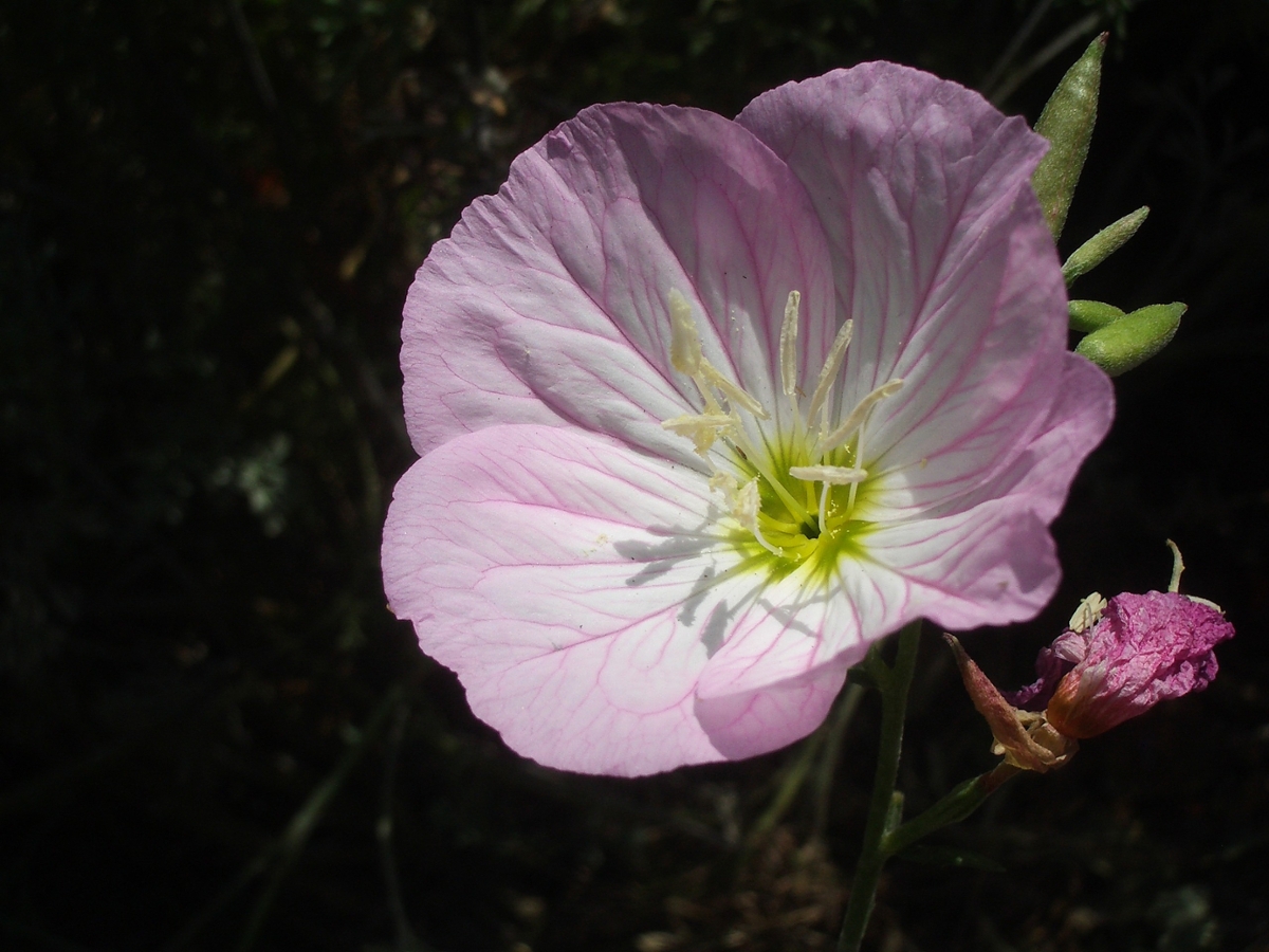 showy evening primrose flower