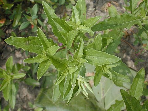 showy evening primrose leaves