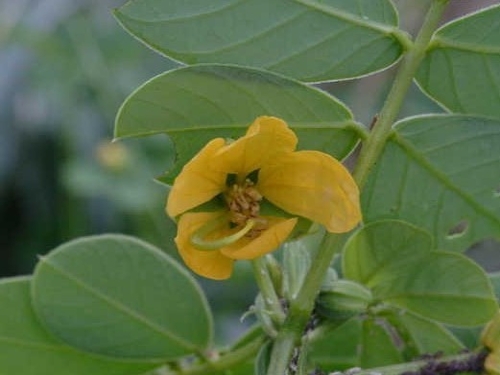 sicklepod flowers