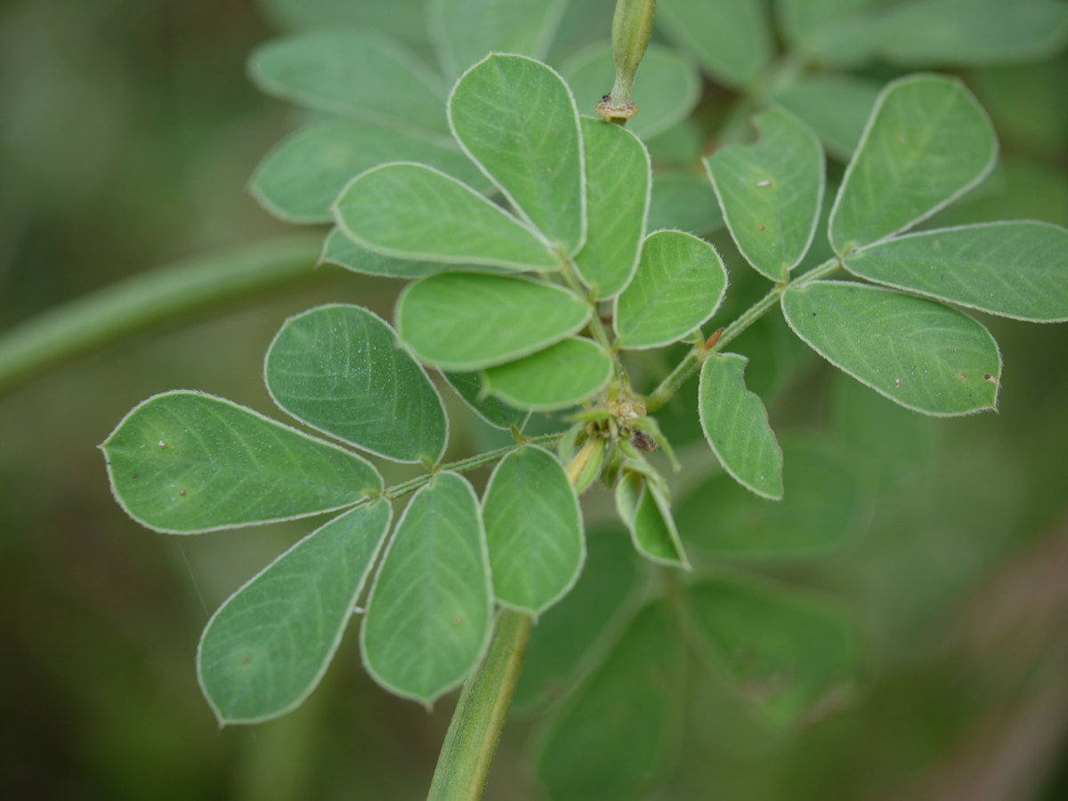 sicklepod leaves