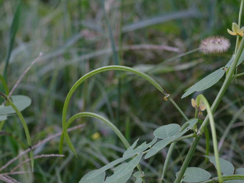 sicklepod fruit