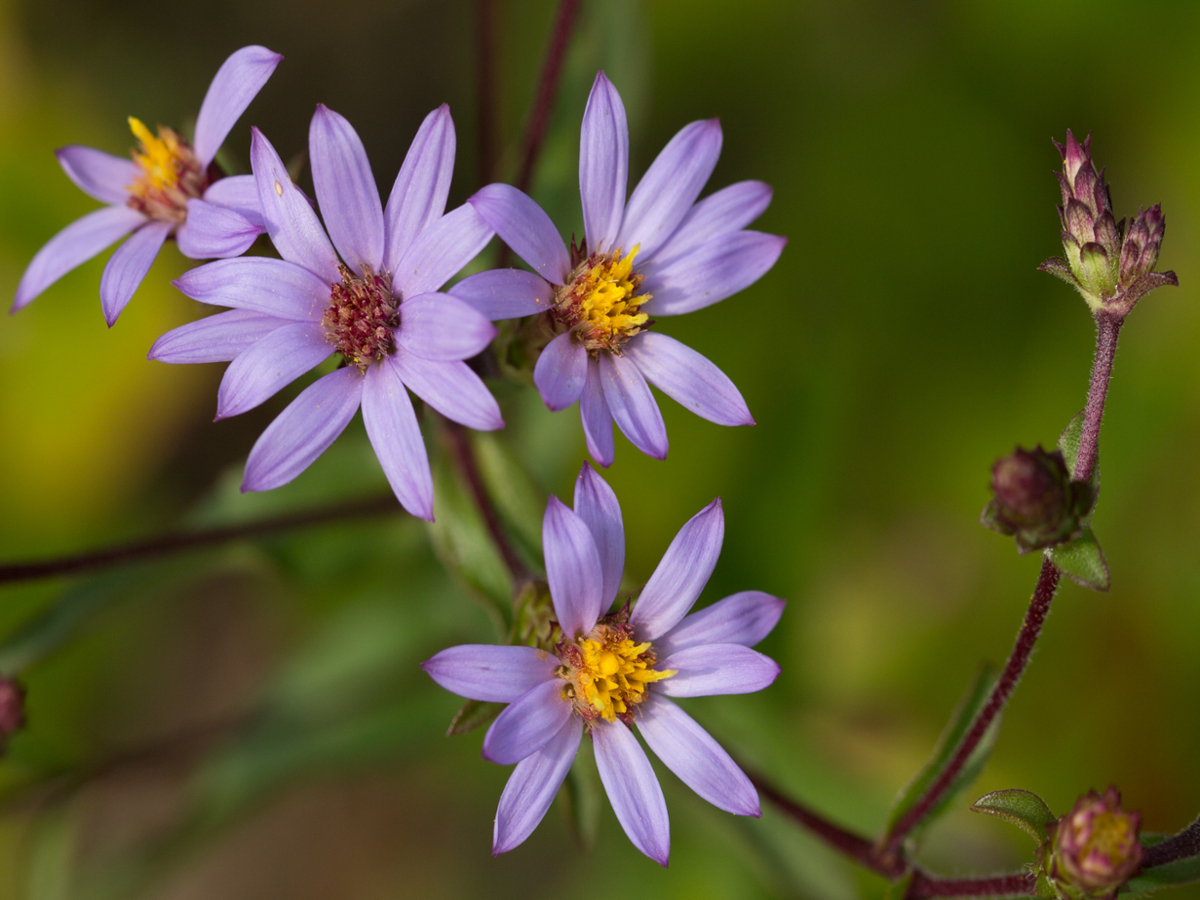 slender aster flowers