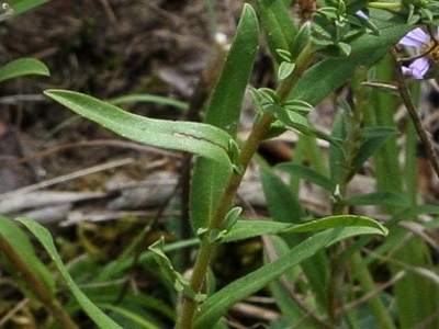 slender aster leaves