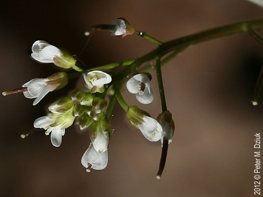 smallflower bittercress flowers