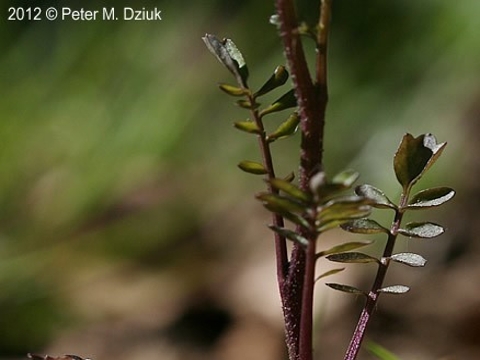 smallflower bittercress leaves