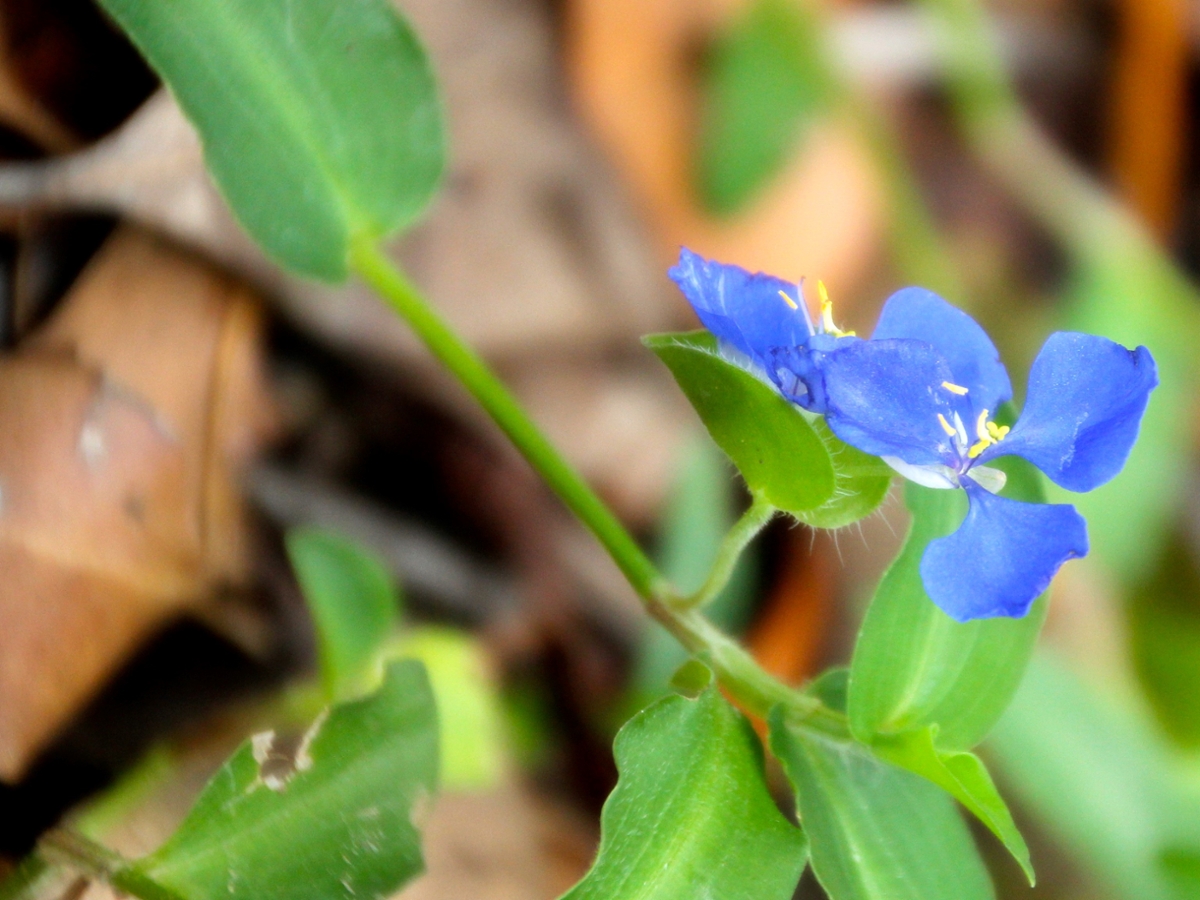 spreading dayflower flower