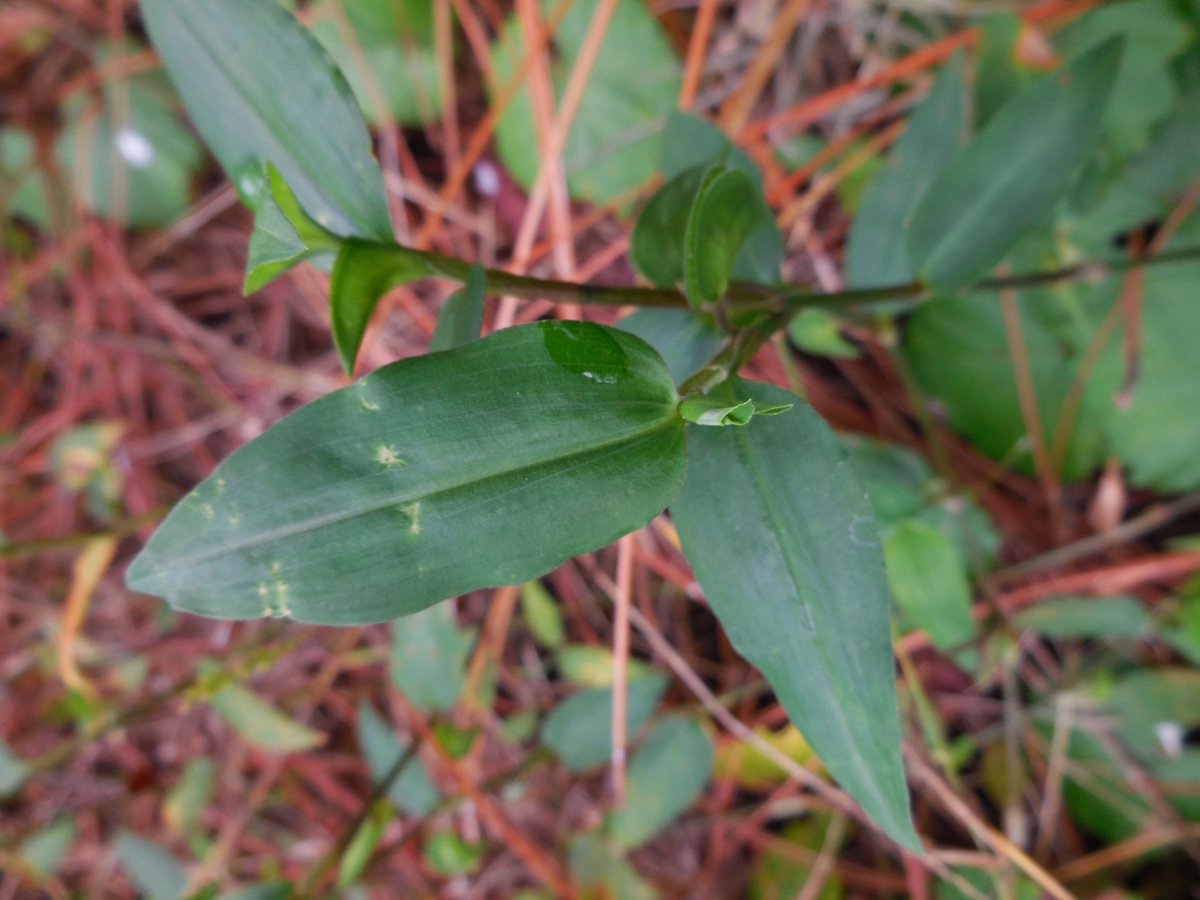 spreading dayflower leaves