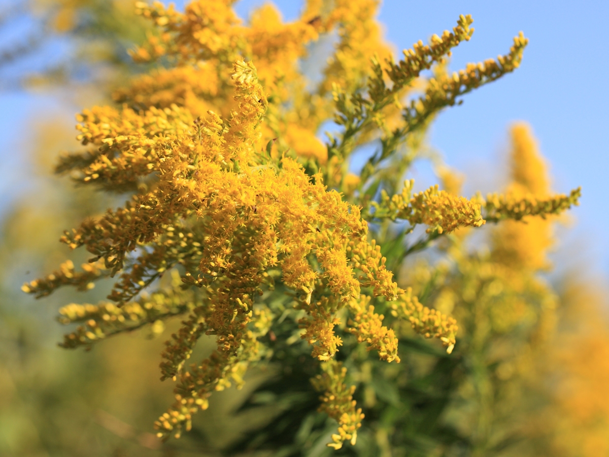 tall goldenrod flowers