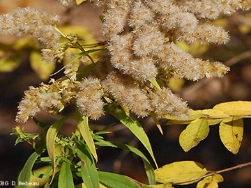 tall goldenrod fruit