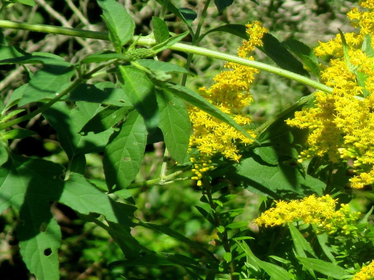 tall goldenrod leaves