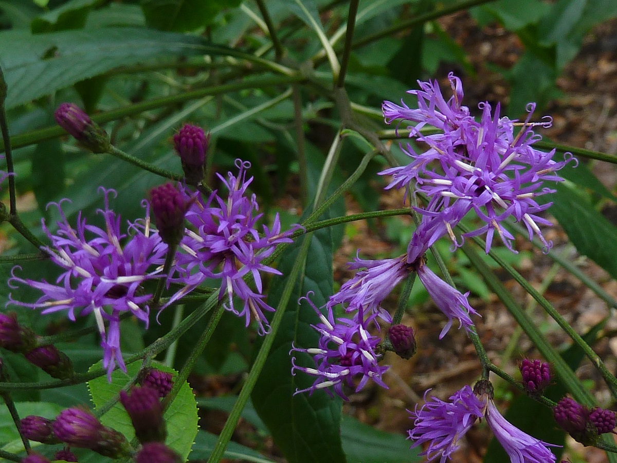 tall ironweed flowers
