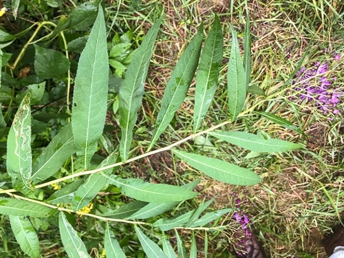 tall ironweed leaves