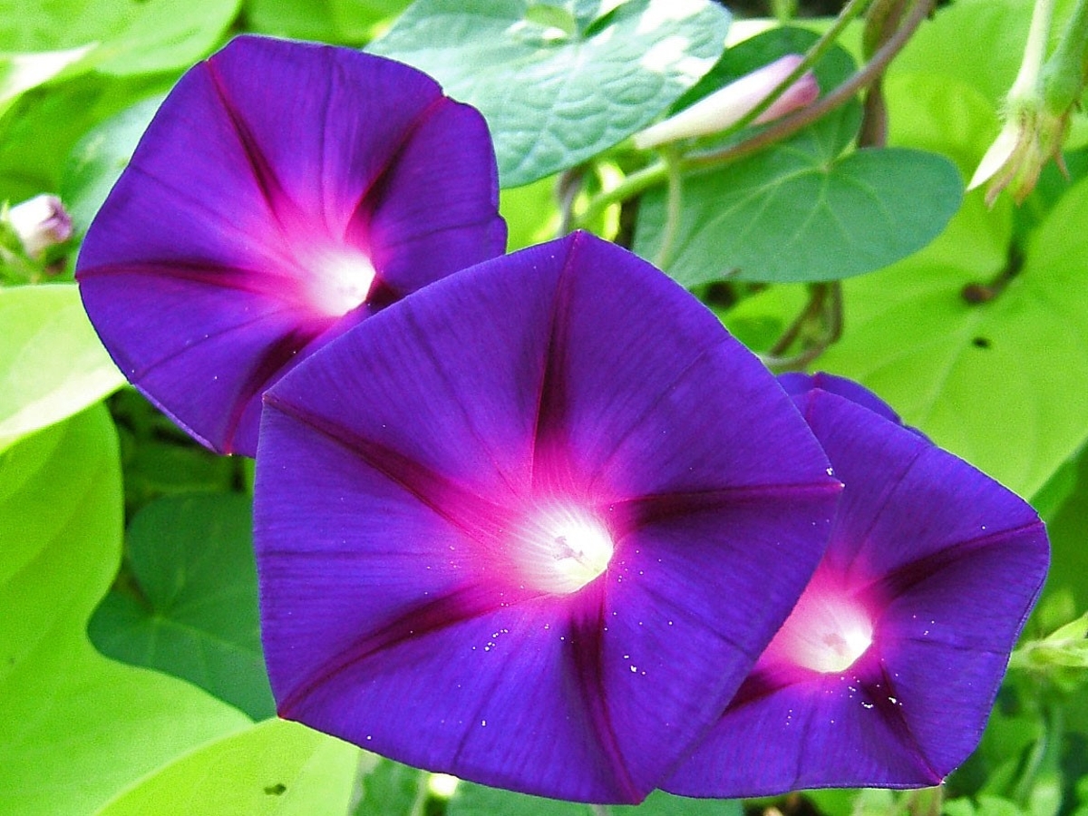 tall morningglory flowers