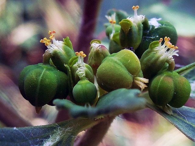 toothed spurge flowers