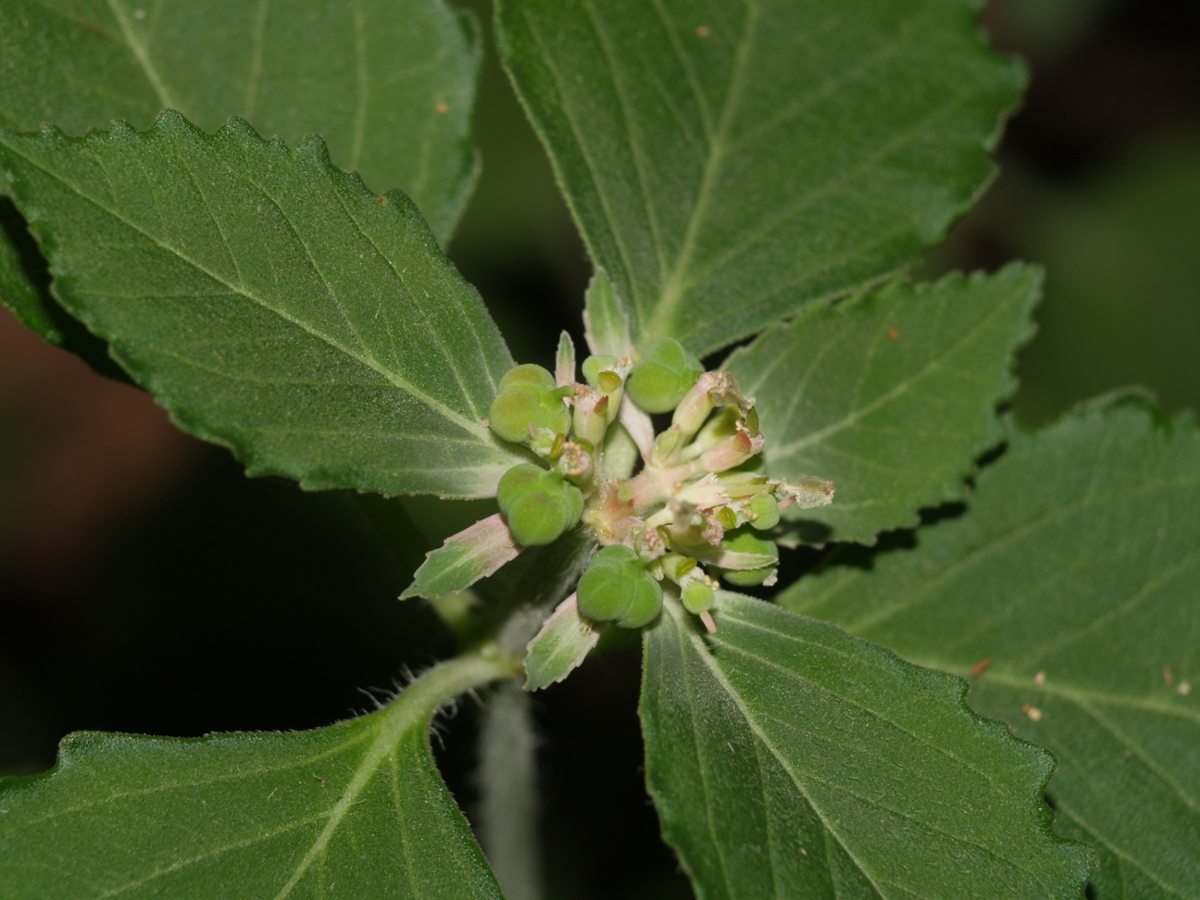 toothed spurge leaf