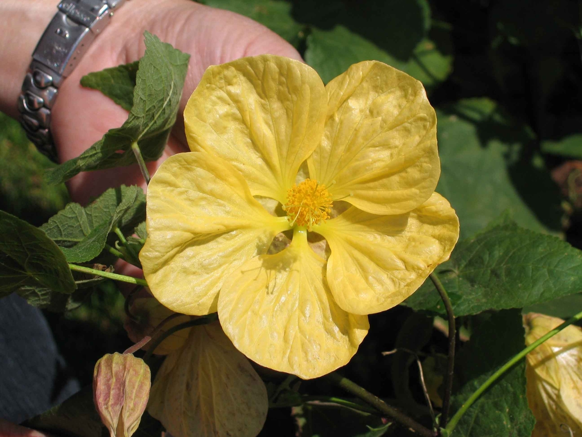 velvetleaf flower