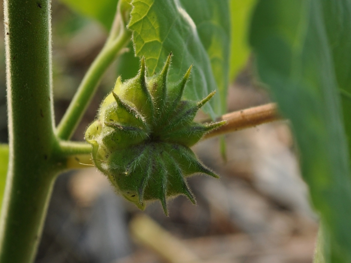 velvetleaf fruit