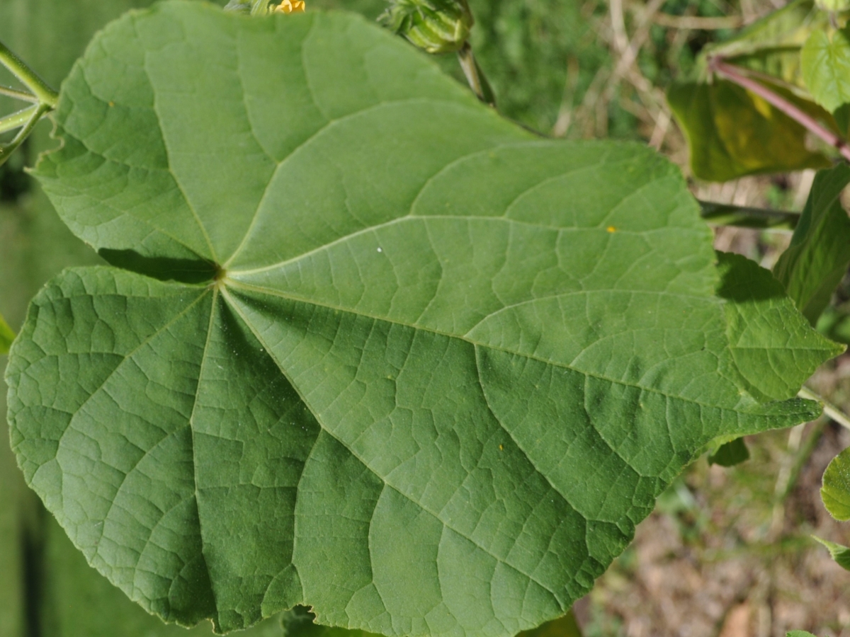 velvetleaf leaf
