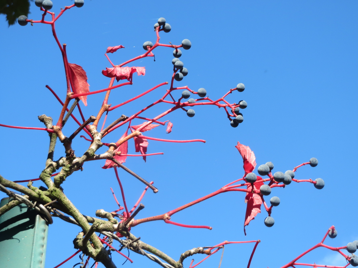 virginia creeper fruit