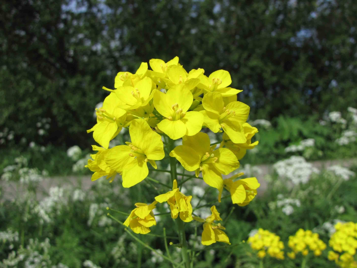 wild mustard flower