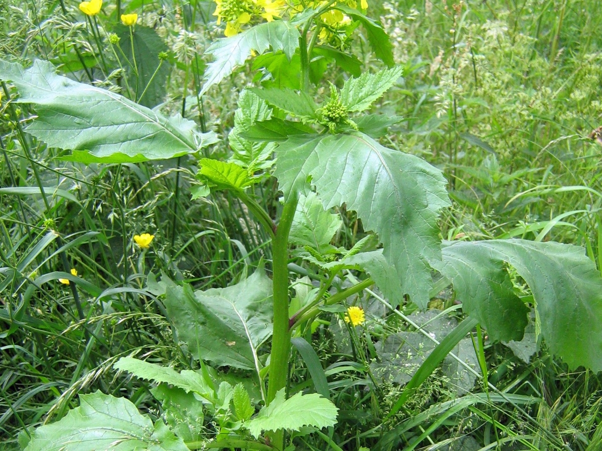 wild mustard leaves